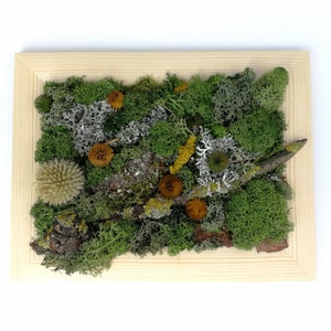 Preserved Moss Wall Art: Framed Natural Home Decor