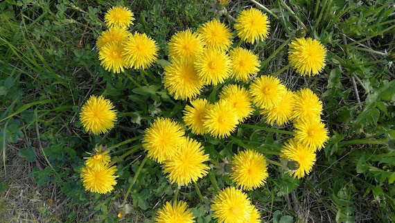 100 Pétales De Pissenlit Naturels Séchés - Pour Résine, Bijoux, Décoration, Fleurs Pressées, Artisanat Créatif