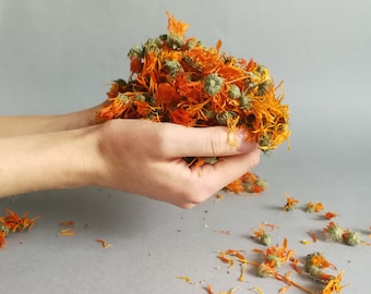 Può includere: Primo piano di fiori di calendula secchi, con petali arancioni vibranti e boccioli verdi, tenuti in mani a coppa. Sfondo grigio, alcuni petali sparsi.