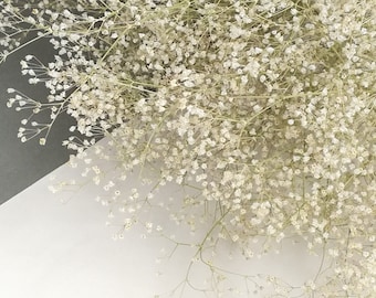 Small Dried Babys Breath, 5 White Gypsophila Branches, Dried Wedding Flowers, Dried Flowers Bunches, Natural Dried Flowers, Table Bouquet