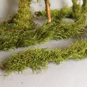 10 Branches with Moss - Terrarium Decor Twigs - Natural Moss Covered Branches - Arrangement Material - Natural Craft Supplies - Floral Decor