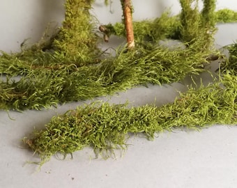 Moss Covered Branches: Natural Terrarium Decor Twigs - 10 Piece Set