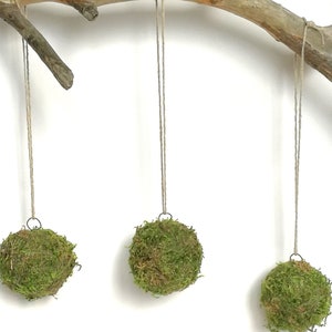 Op de afbeelding: Drie groene mosballen die aan een tak van drijfhout hangen met touw. De mosballen zijn rond en hebben een natuurlijke, aardse uitstraling.