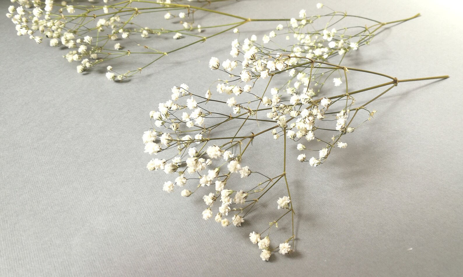 Dried Babys Breath 5 White Gypsophila Branches Dried Etsy Australia