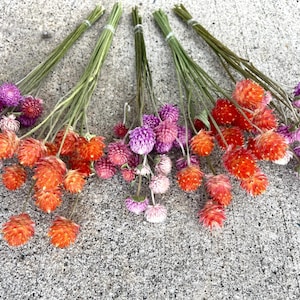 Dried Gomphrena/Globe Amaranth for decor, dried flower bouquets, wedding centerpieces, wreaths, etc. 15 stems per bunch. Orange and pink