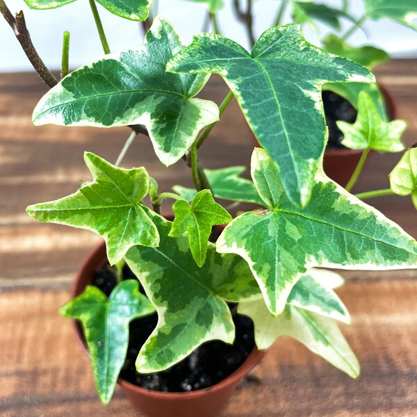 English Ivy potted plant, variegated. Indoor or outdoor plant. Low maintenance. Sun or full shade. 2" pot.