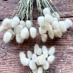 Bunny Tail Grass. Dried bunnytail ornamental grasses for decor, dried flower arrangements, vases/centerpieces. 9&quot; tall, 20 stems per bundle.