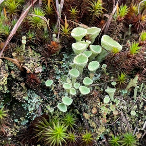 Pixie Cup Lichen. Live lichen specimens for terrarium, moss garden, rock garden, fairy garden. Hand collected Pixie Cup Lichen.