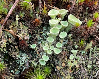 Pixie Cup Lichen. Live lichen specimens for terrarium, moss garden, rock garden, fairy garden. Hand collected Pixie Cup Lichen.