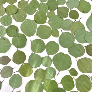 Dried Eucalyptus Leaves, Silver Dollar. Small and medium. 25, 50 or 100 leaves.