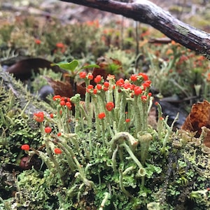 Cladonia cristatella, commonly known as the British soldiers lichen, on a mossy fallen tree in the woods