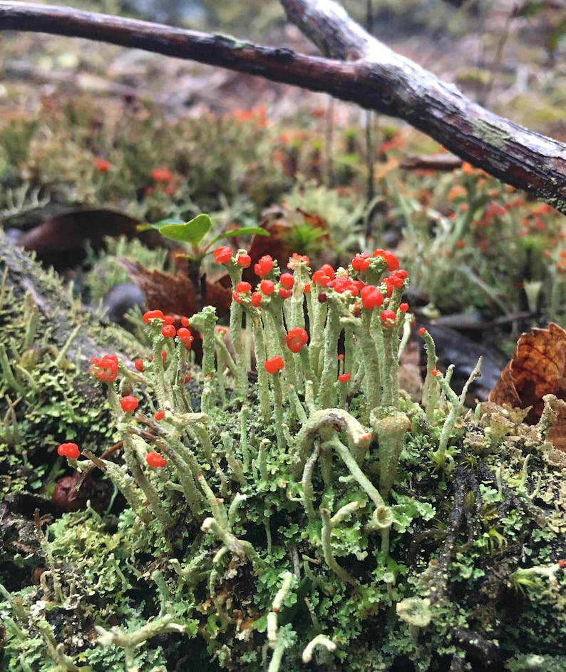 Cladonia cristatella, commonly known as the British soldiers lichen, on a mossy fallen tree in the woods