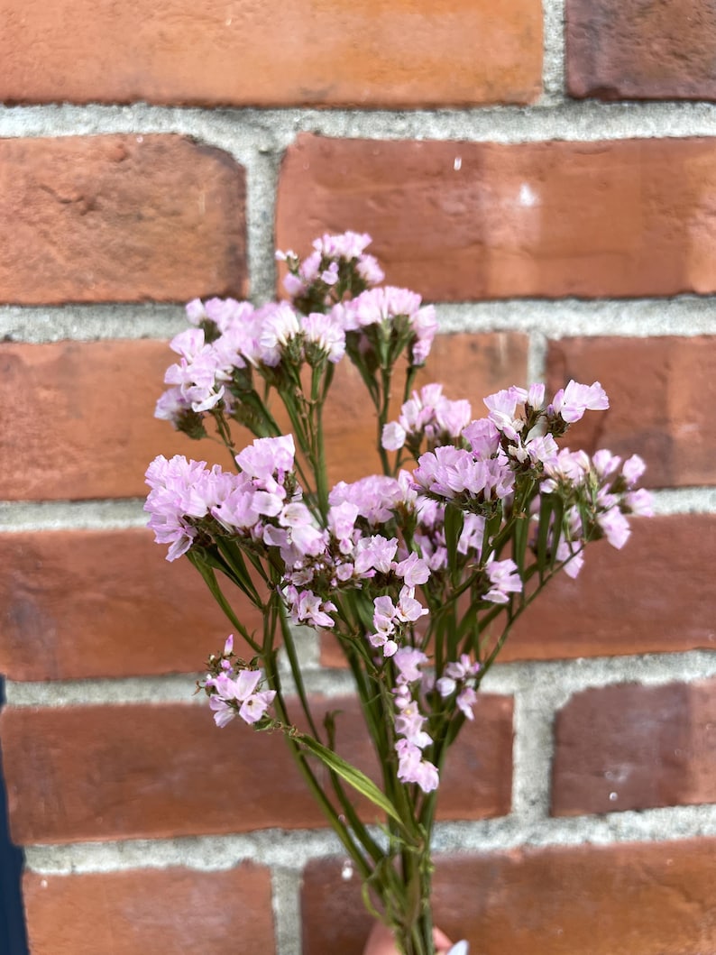 Puede incluir: Un ramo de flores de statice de color rosa claro con tallos verdes sobre un fondo de pared de ladrillo.