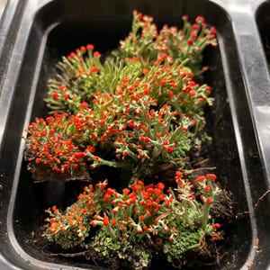 Cladonia cristatella, commonly known as the British soldiers lichen