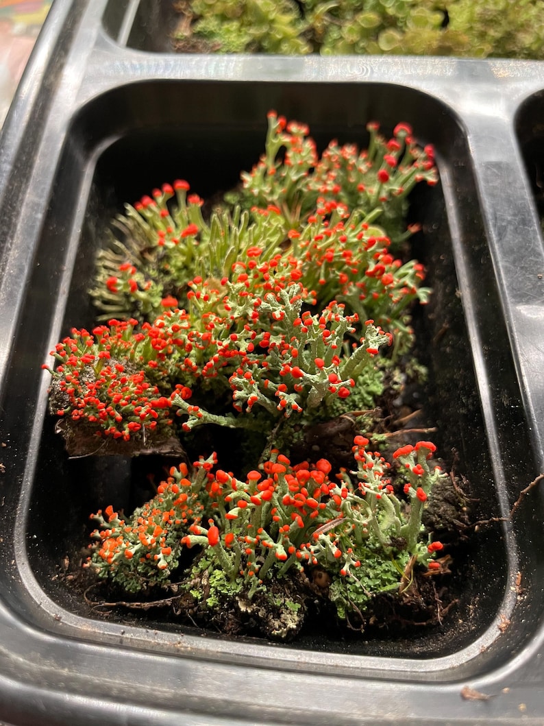 Cladonia cristatella, commonly known as the British soldiers lichen