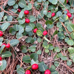 Partridge Berry Plants. 5-15 vines, 4” to 12” long. For terrarium, ground cover, shade garden. Perennial. (BARE ROOT)