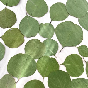 Large/XL Dried Eucalyptus Silver Dollar Leaves for weddings and crafts. 25 or 50 leaves.