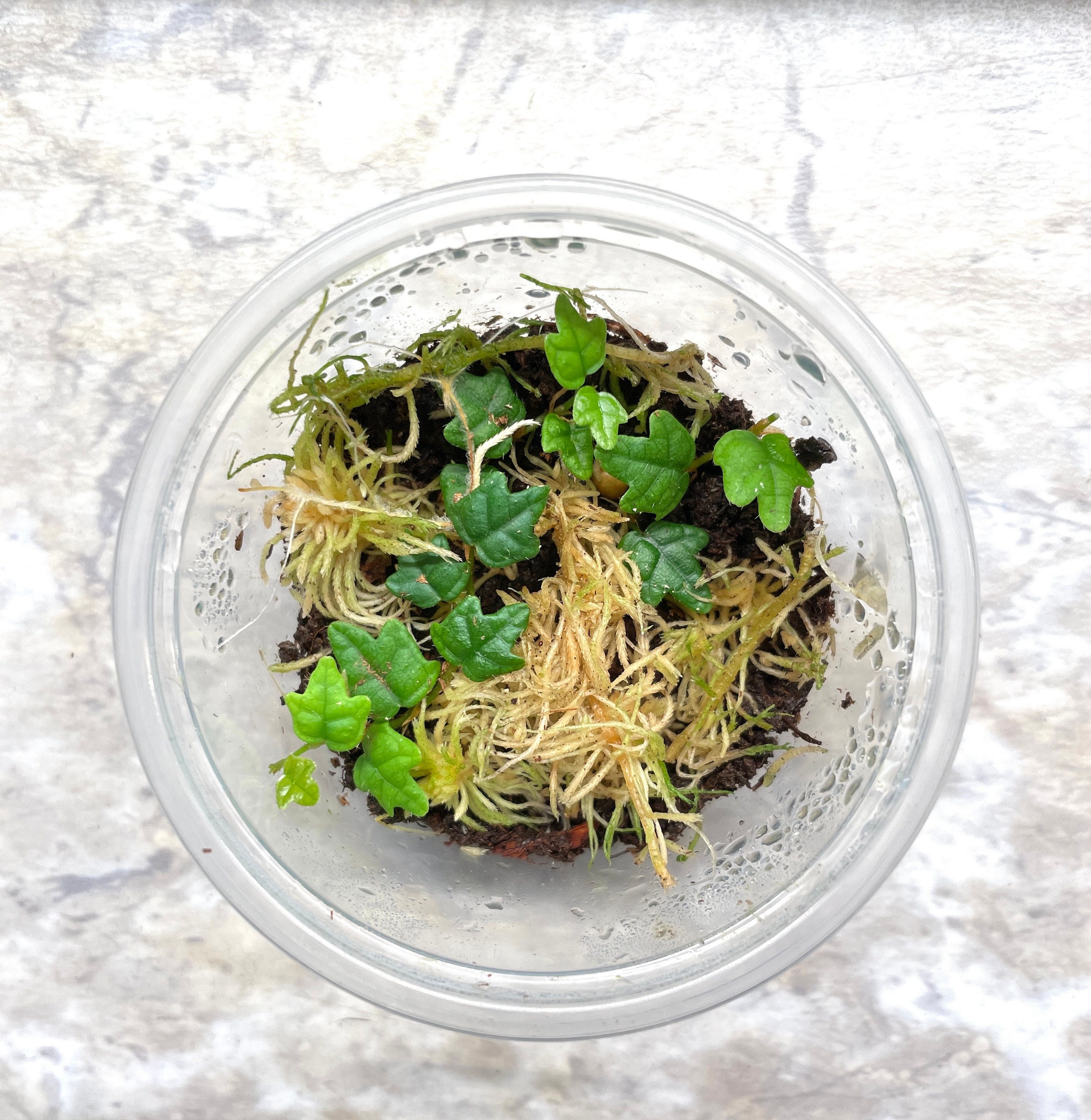 Terrarium Progress Oak Leaf Creeping Fig Taking Off!? , 48 OFF