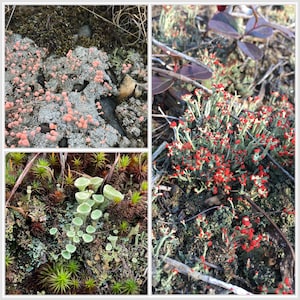 Lichen 3 Pack - British Soldier Lichen, Pixie Cup Lichen and Pink Earth Lichen for terrariums, vivariums, fairy garden.