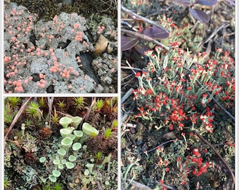 Lichen 3 Pack - British Soldier Lichen, Pixie Cup Lichen and Pink Earth Lichen for terrariums, vivariums, fairy garden.