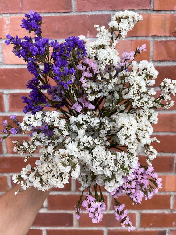 Dried Statice. Dry Statice (limonium) flowers for fall decor, arrangements, centerpieces, wreaths, etc. 5 stems per bunch, 15-17" tall