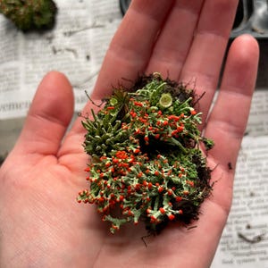 Cladonia cristatella, commonly known as the British soldiers lichen, with a few pixie cup lichens