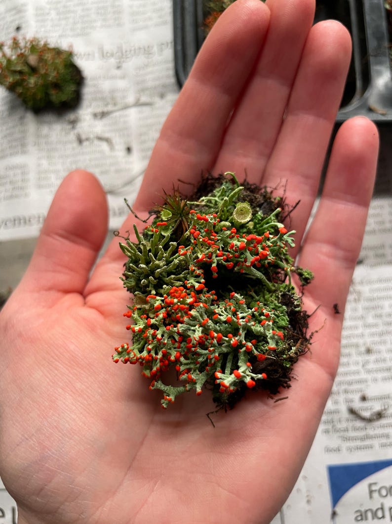 Cladonia cristatella, commonly known as the British soldiers lichen, with a few pixie cup lichens