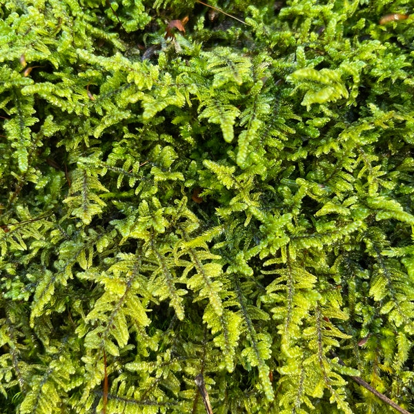 Plume Moss, Feather Moss, Fern Moss, Knight's Plume Moss. 6x6 inches moss for terrarium, vivarium, moss garden, shade garden, ground cover.