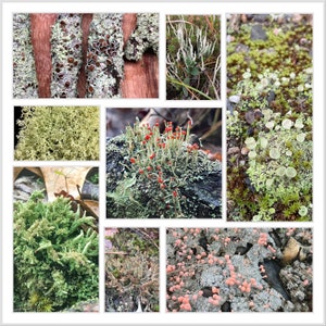 Lichen Random Assortment Pack - 4 species of live lichens for terrarium, vivarium, fairy garden, etc.