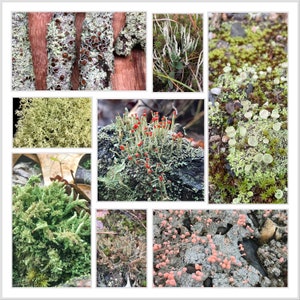 Lichen Random Assortment Pack - 4 or 6 species of live lichens for terrarium, vivarium, fairy garden, etc.