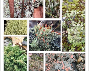 Lichen Random Assortment Pack - 4 species of live lichens for terrarium, vivarium, fairy garden, etc.