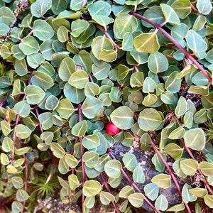 Partridge Berry Plants. 5-15 partridgeberry vines, 4”-12”. For terrarium, ground cover, shade garden, moss garden. Perennial. (BARE ROOT)