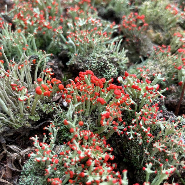 British Soldier Lichen.  Live natural lichens for terrarium, fairy garden. Cladonia cristatella, British Soldier's Lichen, Red Hat Lichen.