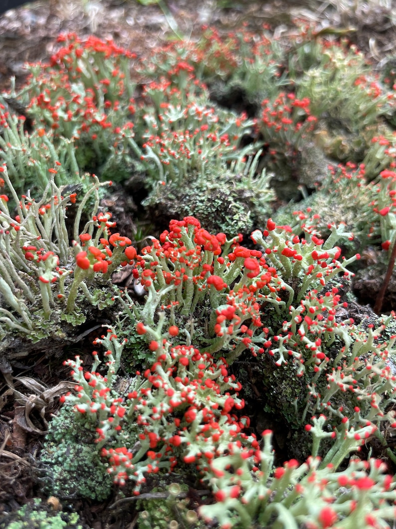 May include: Close-up of Cladonia cristatella, commonly known as British soldiers lichen. The image shows a cluster of small, upright, pale green stalks with bright red, rounded tips. The lichen grows on a dark, textured surface.