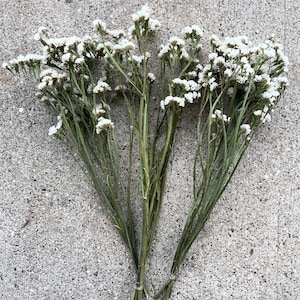 Puede incluir: Un ramo de flores de statice blancas secas con tallos verdes. Las flores est&aacute;n dispuestas en un ramo y est&aacute;n atadas juntas en la parte inferior.