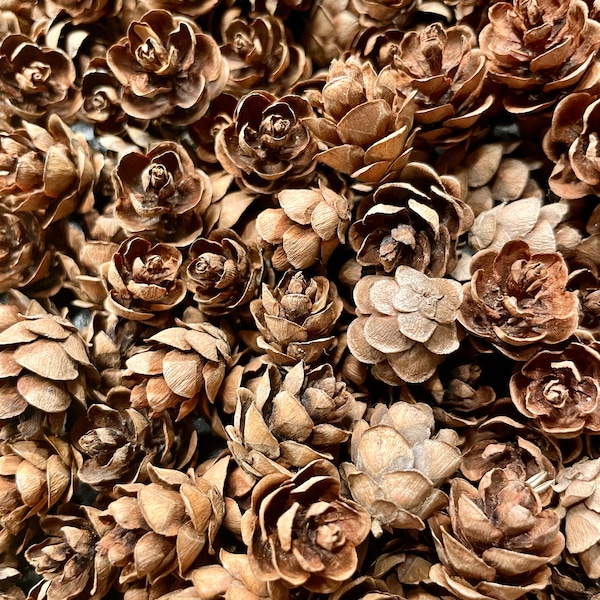 50+ Mini Pine Cones. All natural hemlock pine cones for home decor, jewelry, centerpieces, wreaths, crafts, vase filler, etc