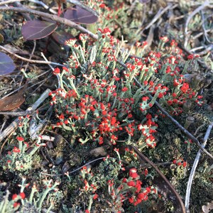British Soldier Lichen, or Cladonia cristatella