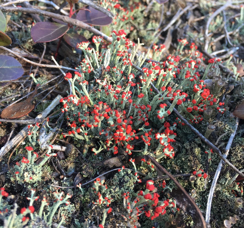British Soldier Lichen, or Cladonia cristatella
