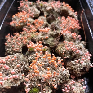 May include: Close-up of a cluster of small, pink mushrooms growing on a rocky surface. The mushrooms are clustered together in a dense group, with some of them growing in a circular pattern.