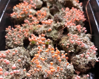 Pink Earth Lichen. Live pink earth lichens for terrarium, moss garden, rock garden, fairy garden. Naturally occurring unique pink lichen.