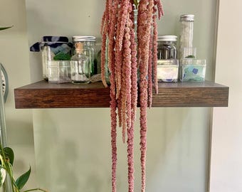 May include: A cascading dried amaranth plant with long, dusty pink, rope-like flower clusters hanging from a clear glass bottle. The bottle sits on a dark wood shelf alongside several small glass jars and containers filled with various small items.