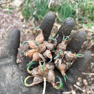8 Walking Onion Bulbs (Egyptian Walking/Tree Onion/Topsetting Onion). Perennial Walking Onion starters for vegetable garden (8 bulblets).