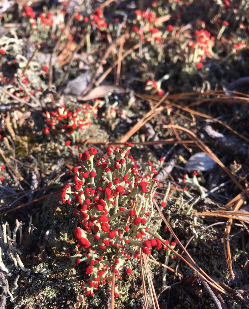 British Soldier Lichen, or Cladonia cristatella