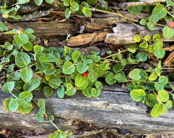 Partridge Berry Plants. 5 to 15 vines, 4”-12”. For terrarium, ground cover, shade garden, moss garden. Perennial, evergreen. (BARE ROOT)