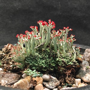 British Soldier Lichen, or Cladonia cristatella in a rock garen
