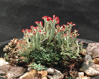 British Soldier Lichen.  Live lichen for terrarium, moss garden, fairy garden, rock garden. Hand-collected British Soldier Lichen.