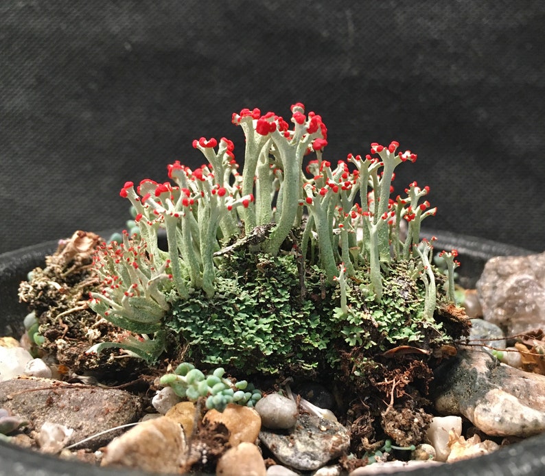 British Soldier Lichen, or Cladonia cristatella in a rock garen