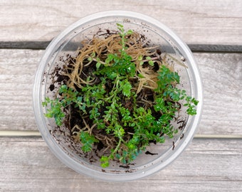 Peacock Moss, Peacock Fern, Rainbow Moss. Low-light terrarium plant.  Rooted cuttings in 2 oz cup.