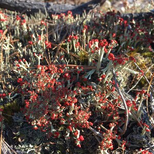 British Soldier Lichen, or Cladonia cristatella