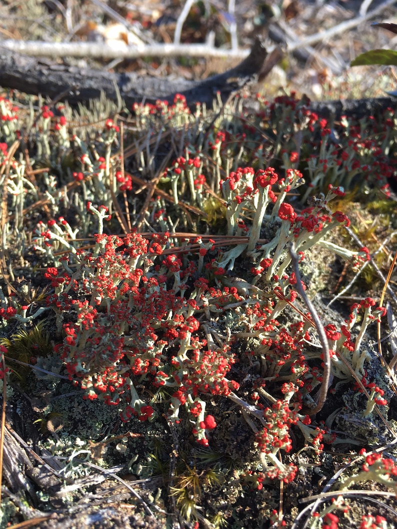 British Soldier Lichen, or Cladonia cristatella